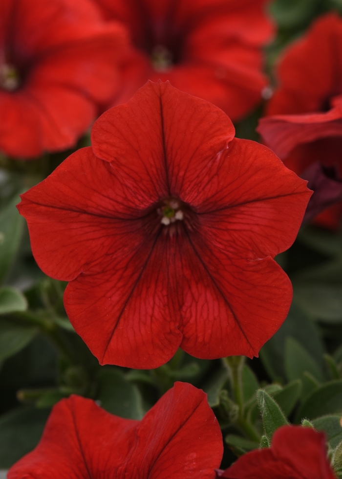 Easy Wave® 'Red' - Petunia from Milmont Greenhouses