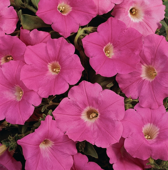 Easy Wave® 'Pink' - Petunia from Milmont Greenhouses