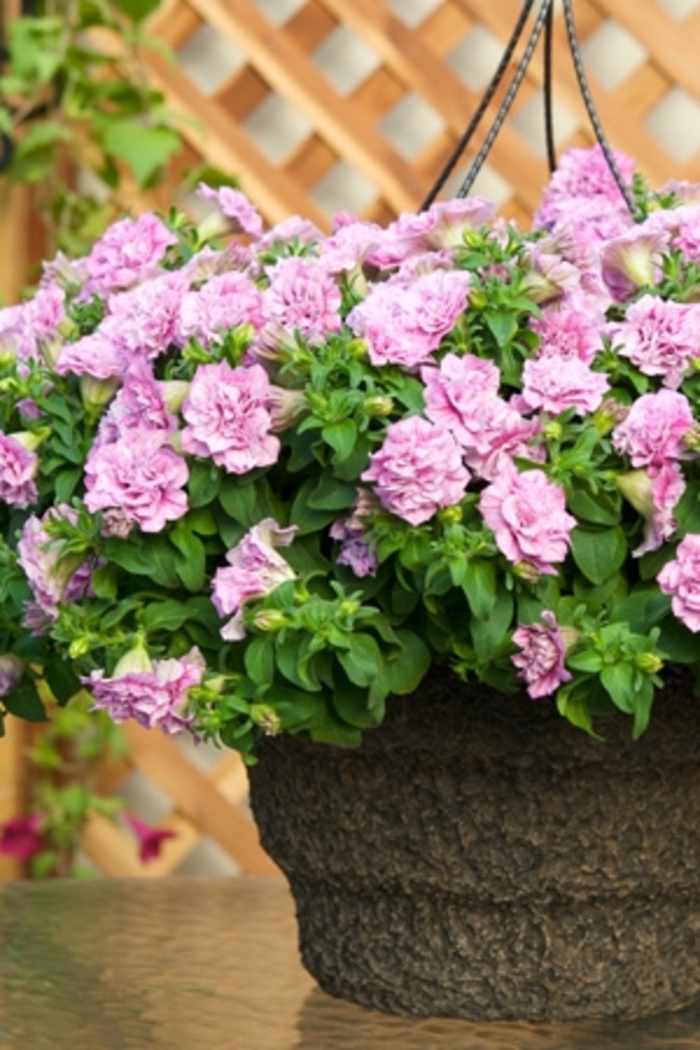 Surfinia® 'Summer Double™ Pink' - Petunia from Milmont Greenhouses