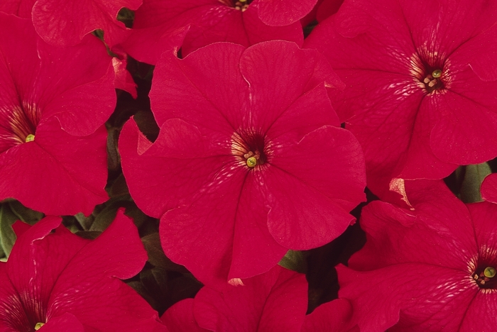 Dreams™ 'Red' - Petunia from Milmont Greenhouses