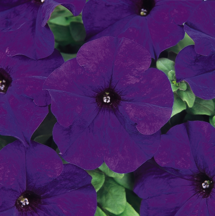 Dreams™ 'Midnight' - Petunia from Milmont Greenhouses
