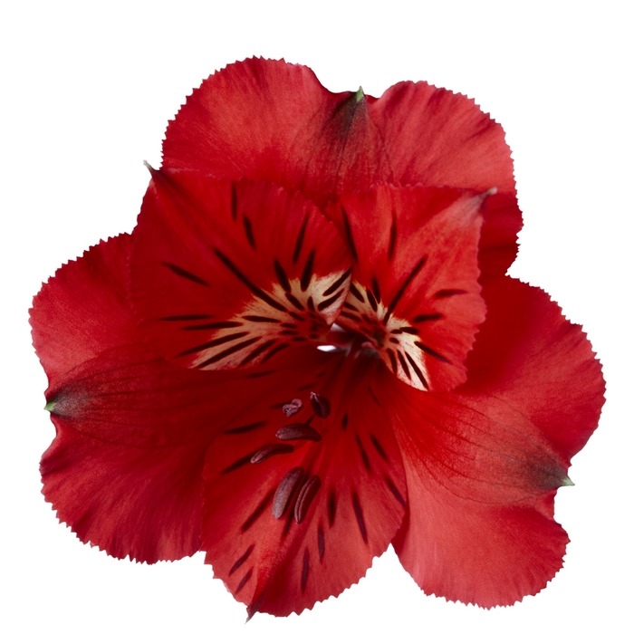 Colorita® 'Kate®' - Alstroemeria (Peruvian Lily) from Milmont Greenhouses