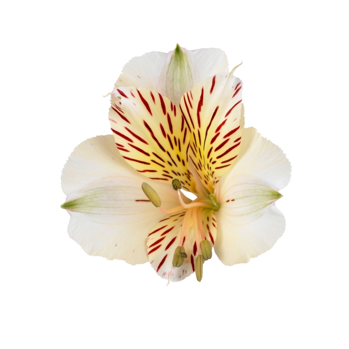 Colorita® 'Fabiana®' - Alstroemeria (Peruvian Lily) from Milmont Greenhouses
