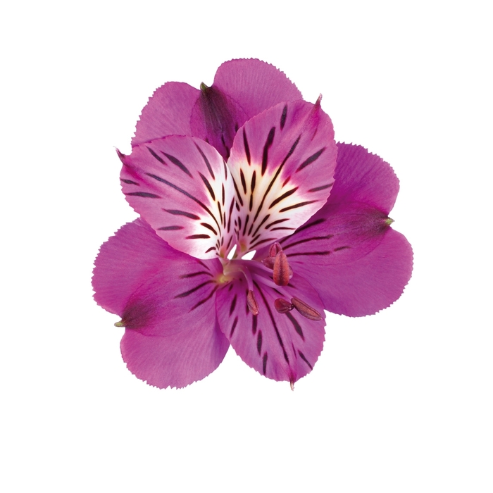 Colorita® 'Louise®' - Alstroemeria (Peruvian Lily) from Milmont Greenhouses