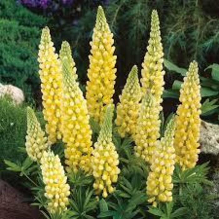 Gallery Yellow Lupine - Lupinus polyphyllus 'Gallery Yellow' (Lupine) from Milmont Greenhouses