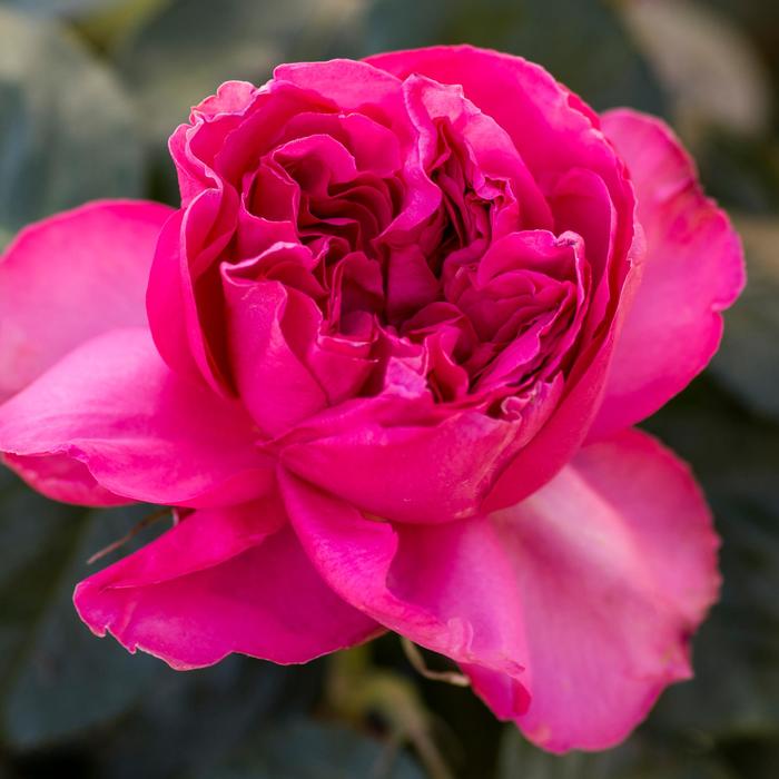 'Pink Traviata®' Hybrid Tea Rose - Rosa from Milmont Greenhouses