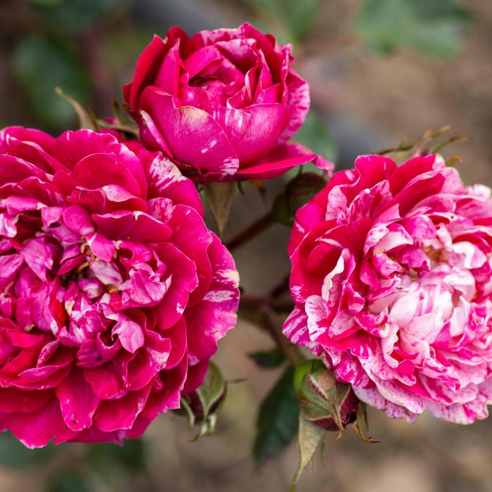 Sunblaze® Candy - Rosa (Rose) from Milmont Greenhouses