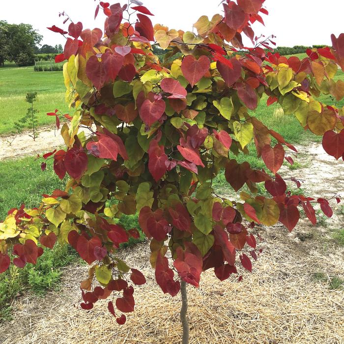 'Flame Thrower®' Redbud - Cercis canadensis from Milmont Greenhouses