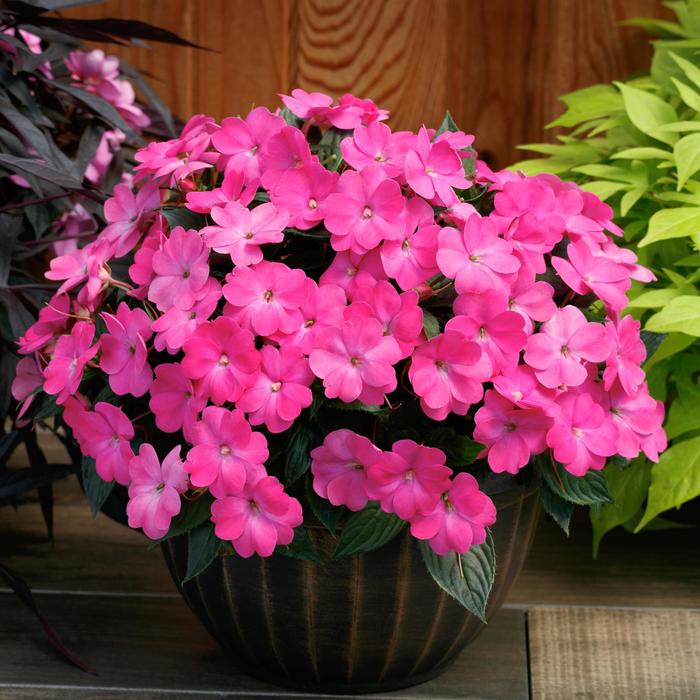 SunPatiens® Hot Pink - Impatiens from Milmont Greenhouses