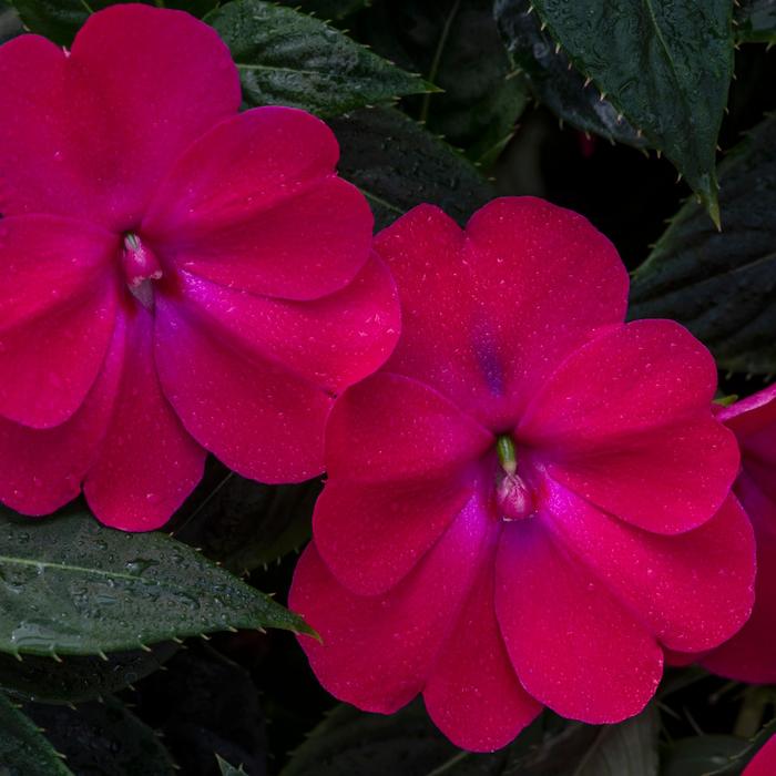 SunPatiens® Rose Glow - Impatiens from Milmont Greenhouses