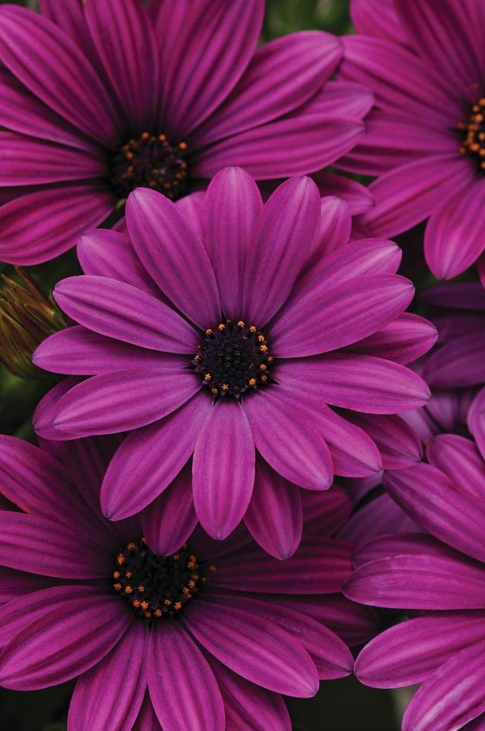 Akila® 'Purple' - Osteospermum ecklonis from Milmont Greenhouses