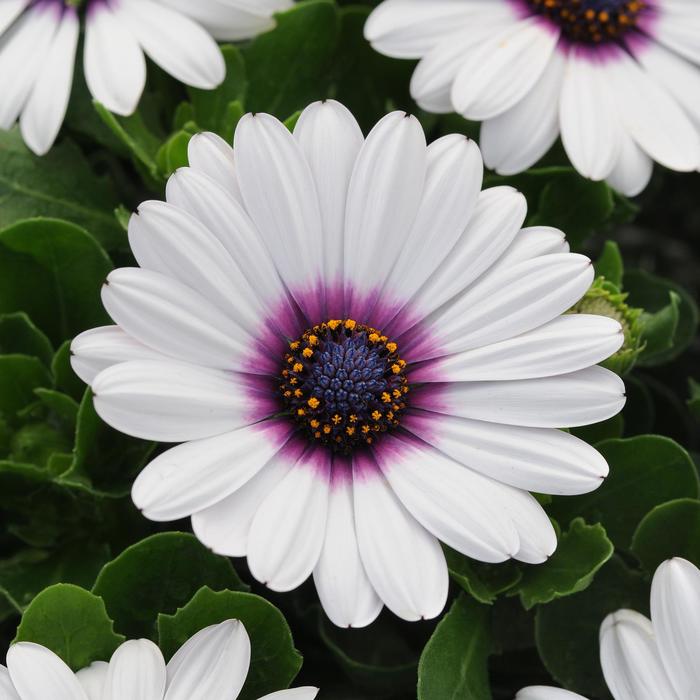 Akila® 'White Purple Eye' - Osteospermum ecklonis from Milmont Greenhouses