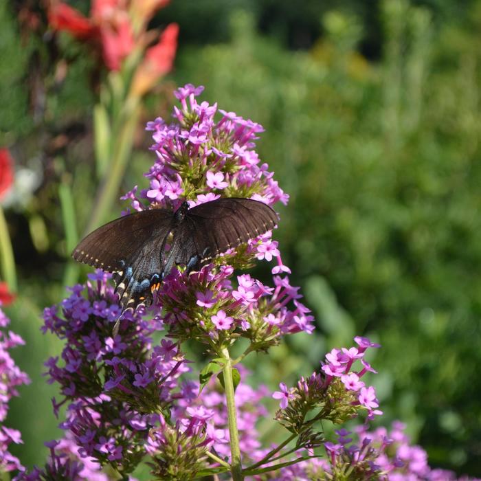 'Jeana' Garden Phlox - Phlox paniculata from Milmont Greenhouses