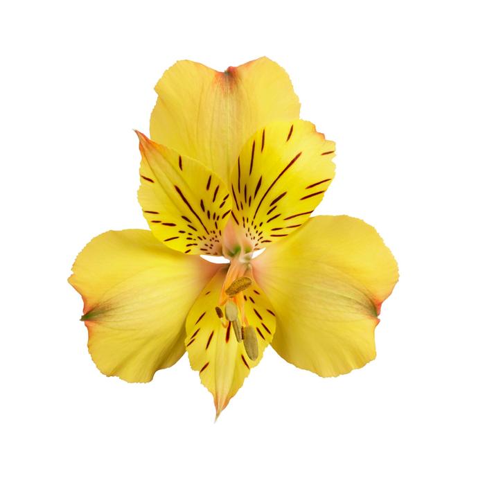Colorita® 'Ariane' - Alstroemeria (Peruvian Lily) from Milmont Greenhouses