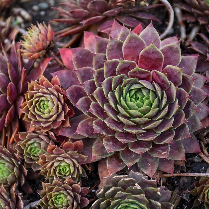 'Peggy' Hens and Chicks - Sempervivum from Milmont Greenhouses