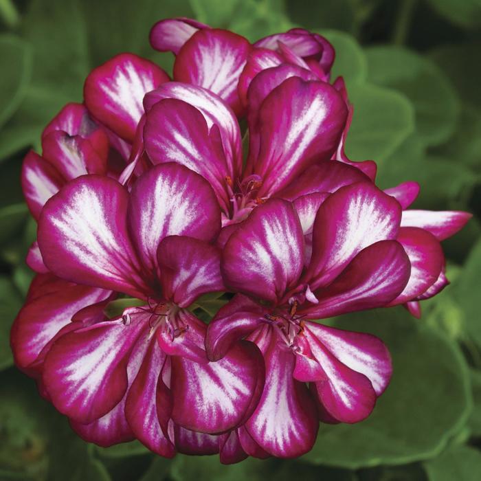 Ivy League™ 'Burgundy Bicolor' - Pelargonium peltatum (Ivy Geranium) from Milmont Greenhouses