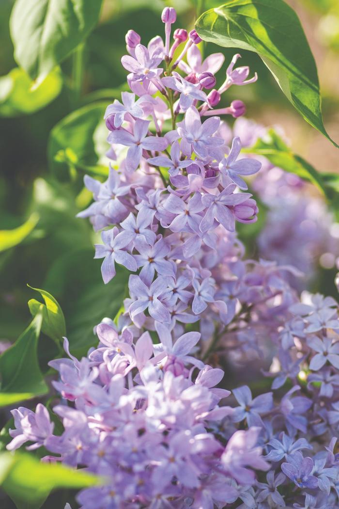'New Age Lavender' Lilac - Syringa vulgaris from Milmont Greenhouses