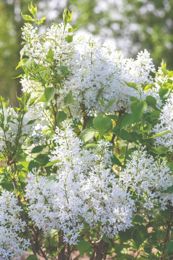 'New Age White' Lilac - Syringa vulgaris from Milmont Greenhouses
