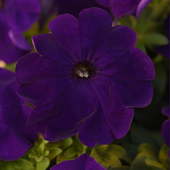 Madness® 'Midnight' - Petunia from Milmont Greenhouses