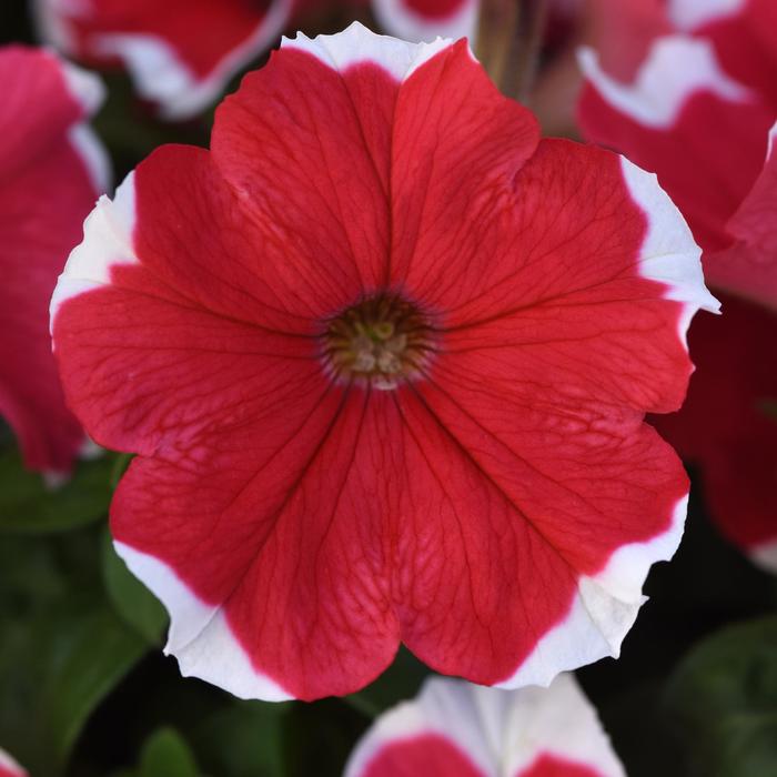 Madness® 'Red Picotee' - Petunia from Milmont Greenhouses