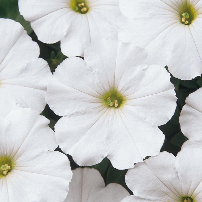 Madness® 'White' - Petunia from Milmont Greenhouses