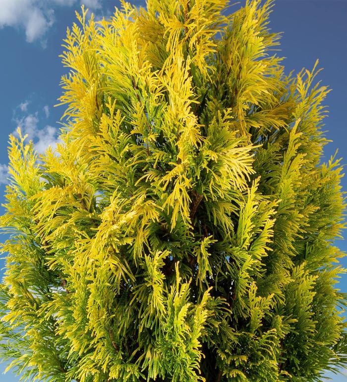 'Forever Goldy' Giant Arborvitae - Thuja plicata from Milmont Greenhouses