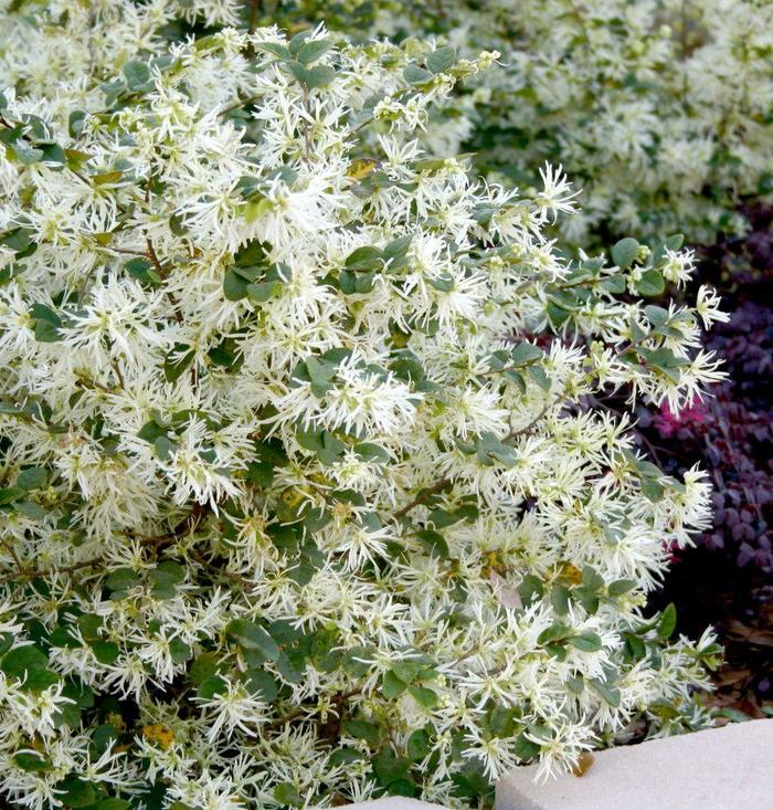 'Emerald Snow®' Chinese Fringe-flower - Loropetalum chinense from Milmont Greenhouses