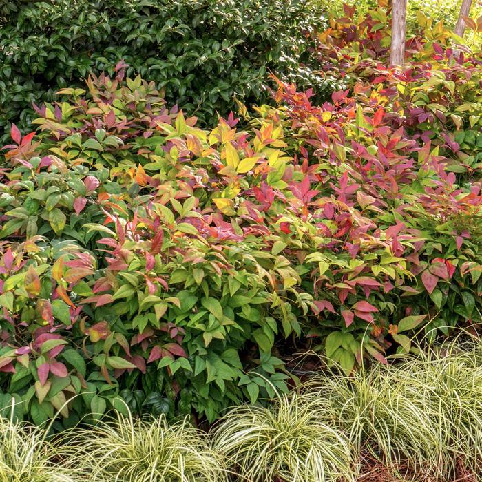 'Blush Pink™' Heavenly Bamboo - Nandina domestica from Milmont Greenhouses
