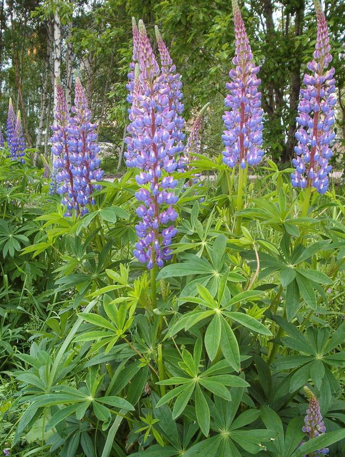 Gallery Blue Lupine - Lupinus polyphyllus 'Gallery Blue' (Lupine) from Milmont Greenhouses