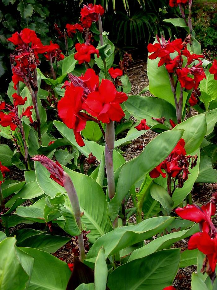 'Fire Dragon' Canna Lily - Canna from Milmont Greenhouses