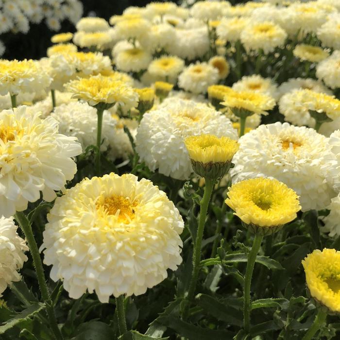 Realflor® CC Real Deal - Leucanthemum x superbum 'Real Deal' PP31560 (Shasta Daisy) from Milmont Greenhouses