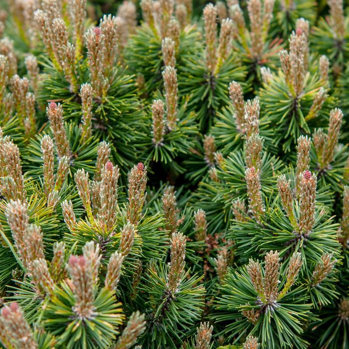 Dwarf Mountain Pine - Pinus mugo var. pumilio from Milmont Greenhouses