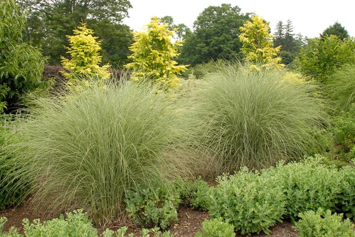 'Morning Light' Maiden Grass - Miscanthus sinensis from Milmont Greenhouses