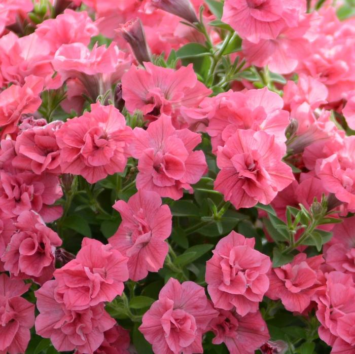 Surfinia® 'Summer Double™ Salmon' - Petunia from Milmont Greenhouses