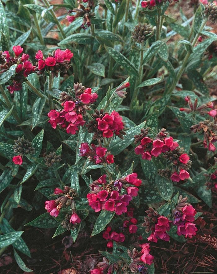 Raspberry Splash Lungwort - Pulmonaria longifolia 'Raspberry Splash' PP12138 (Lungwort) from Milmont Greenhouses