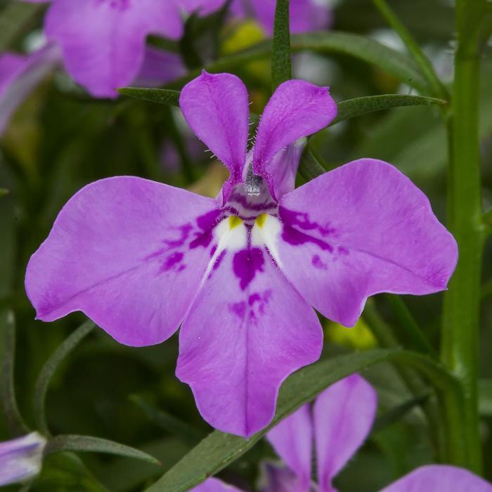 Techno® Lilac Improved - Lobelia erinus from Milmont Greenhouses