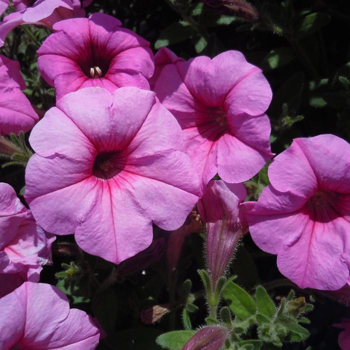 Durabloom® 'Royal Pink' - Petunia from Milmont Greenhouses
