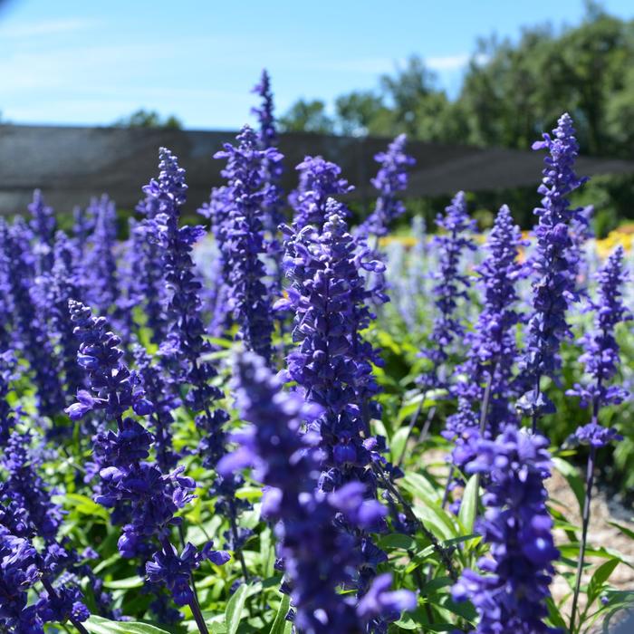 Cathedral™ 'Deep Blue' - Salvia farinacea from Milmont Greenhouses