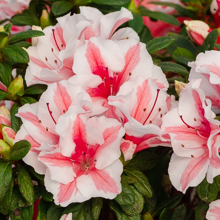 Encore® 'Autumn Ivory®' - Rhododendron (Azalea) from Milmont Greenhouses