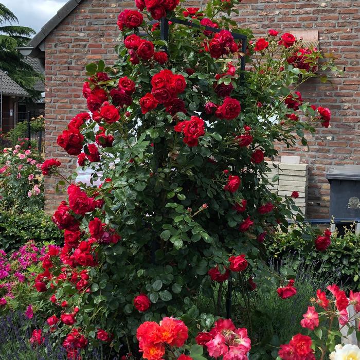 Arborose® 'Florentina™' - Rosa (Climbing Rose) from Milmont Greenhouses