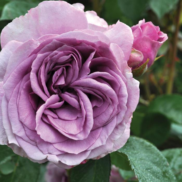 Arborose® 'Quicksilver™' - Rosa (Climbing Rose) from Milmont Greenhouses