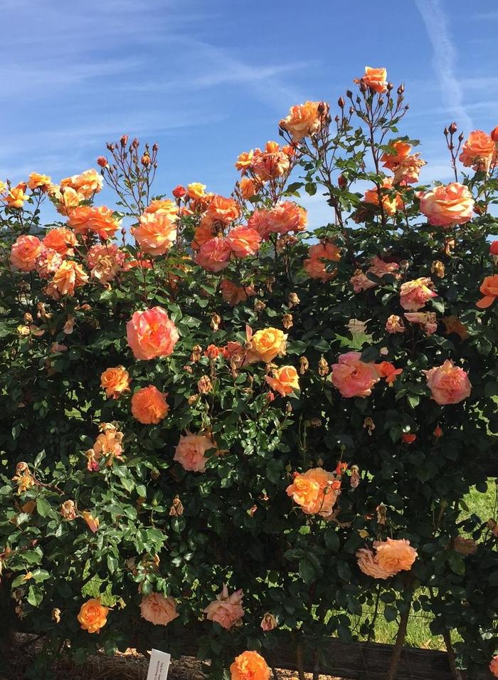 Arborose® 'Tangerine Skies™' - Rosa (Climbing Rose) from Milmont Greenhouses