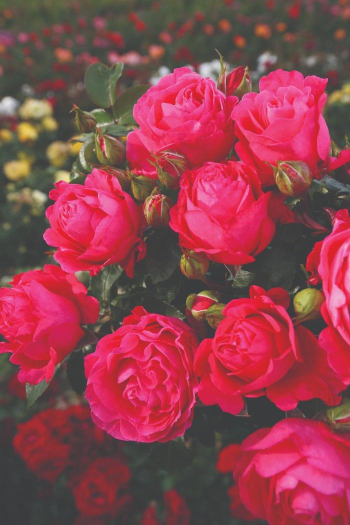 Eleganza® 'Fiji™' - Rosa (Rose) from Milmont Greenhouses