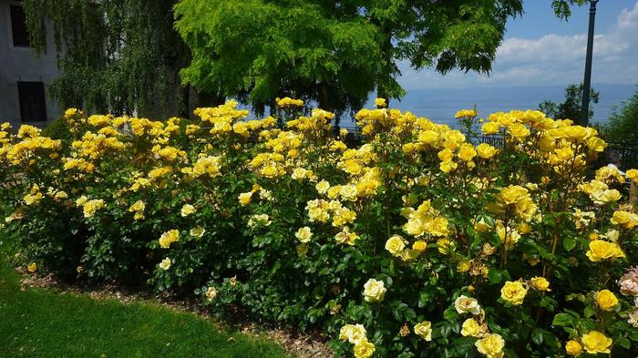 'Gilded Sun™' Rose - Rosa from Milmont Greenhouses