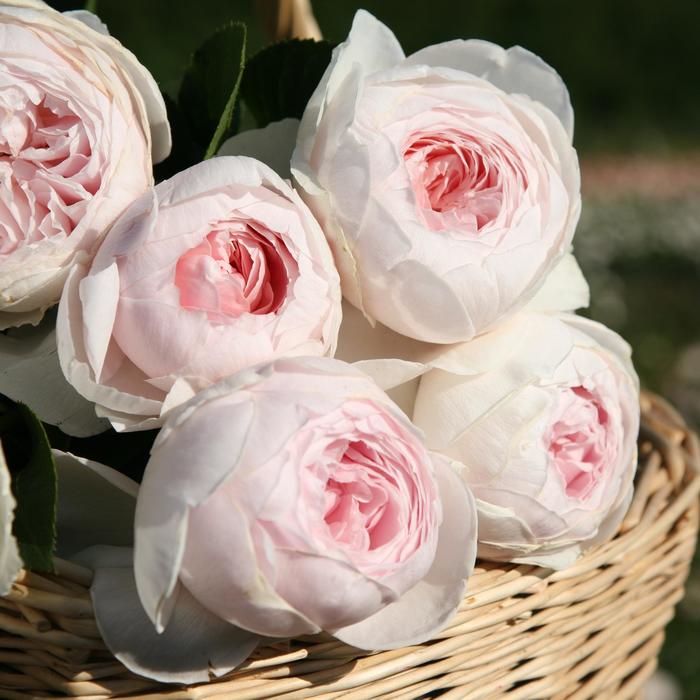 Parfuma® 'Earth Angel™' - Rosa (Hybrid Tea Rose) from Milmont Greenhouses