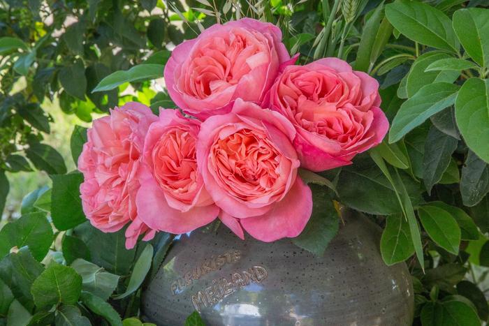 'Sweet Mademoiselle™' Rose - Rosa from Milmont Greenhouses
