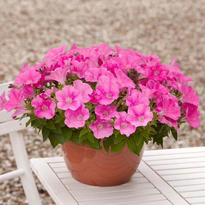 E3 Easy Wave® 'Pink' - Petunia from Milmont Greenhouses