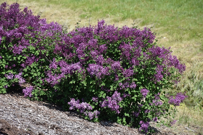 Bloomerang® 'Dark Purple' - Syringa (Reblooming Lilac) from Milmont Greenhouses