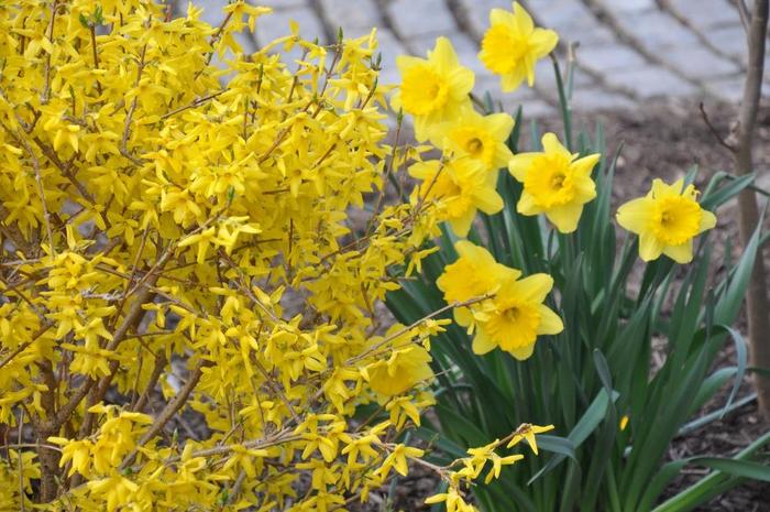 'Magical® Gold' - Forsythia x intermedia from Milmont Greenhouses