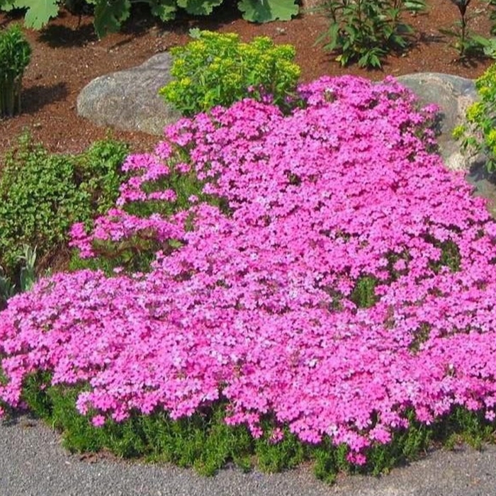 Drummond's Pink Creeping Phlox - Phlox subulata 'Drummond's Pink' (Creeping Phlox) from Milmont Greenhouses